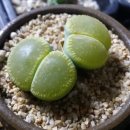 준요네집 이미지