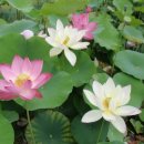 주천중학교 이미지