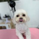 마벨독 이미지