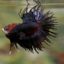 크라운워시 이미지