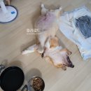 사)무지개가족 | 뚱이 무지개다리 건넌 날, 양산 펫노블레스 부산 강아지 장례식장