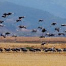 순천만 뜰 이미지