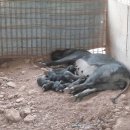 돼지농장 이미지