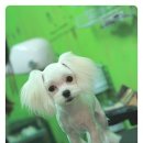 나나 펫 살롱 이미지