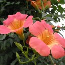 바우당구장 이미지