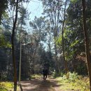 민오름 | 제주 오름 추천 민오름 등산코스 후기 (제주시 시내 전망 좋은 오름)