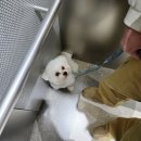 매너독반려견교육센터 이미지