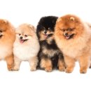 퍼피커뮤니케이션 이미지