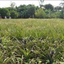 경치농장 이미지