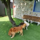 파파퍼피 DOG하우스 이미지