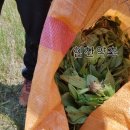 질경이농장 이미지