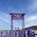 신안카써비스 | 목포 신안 퍼플섬 퍼플교 가는 법(매표소, 입장료) 신안 겨울여행