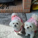 룰루랄라 이미지