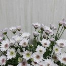 다혜꽃방 | #다혜 꽃방