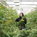 장미농장2 이미지