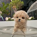 퍼피스토리 이미지