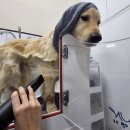 웰니스펫뷰티 이미지