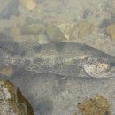 황쏘가리 이미지