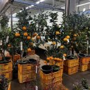 오일시시장 이미지