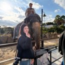 코끼리 카서비스 | 겨울 제주도 여행 계획 제주 관광지 점보빌리지 공연