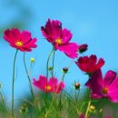코스모스 이미지