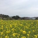 유채공방 이미지