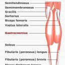 근력의 biomechanics중 중요한 하나의 요인 optimal pennation of angle 이미지