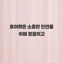 강남고양이분양 호야캣 이미지
