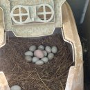 홍성청계닭농장 이미지