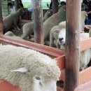 금학목장 이미지