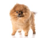 강아지 와요와요 이미지