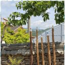 오봉리 돌담집 이미지