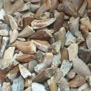 크레나 | (팔레오토피아) 마다가스카르산 중생대 백악기 후기 수각류 공룡 마준가사우루스(Majungasaurus) 이빨...