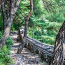 나무와 숲 이미지