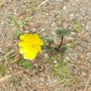 본오 초등학교 이미지