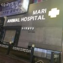 마리동물병원 | 고양 탄현동 동물병원 마리동물병원 위치 오는길 후기