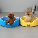 스윗테일 이미지