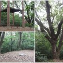 [성남 영장산]서현동-앞산-종지봉-매지봉-영장산-응달평산-율동공원