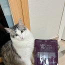 산수유동물병원 | 믿고 먹이는 고양이 공진단!! 한약재가 들어간 프리미엄 영양제 반려동물보감연구소 묘진단 리뷰🩵✨