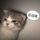 다솜어린이공원 | 코트야드 바이 메리어트 세종 프리미어 킹베드 호수전망, 진주냉면, 세종호수공원, 국립세종수목원