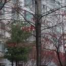 [겨울나무] 사시나무속 이미지