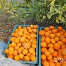 윤정 농장 이미지