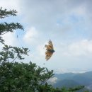 공중 거미줄에 걸려 박제돼 있는 대형나비 ＜무등산 세인봉.8월25일＞ 이미지