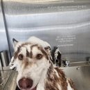 퍼피인더바스 이미지