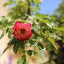 프로방스민박 이미지