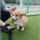 공감애견학교 이미지