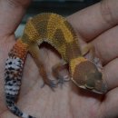 젬스페이스 이미지