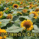 함안 강주 해바라기 축제 이미지