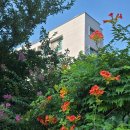 백운천계곡 이미지