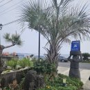 돌하르방 | 제주 서쪽 오션뷰 카페 '더그라인드' : 대정읍 해안도로에서 만난 야생 돌고래와 힐링 타임